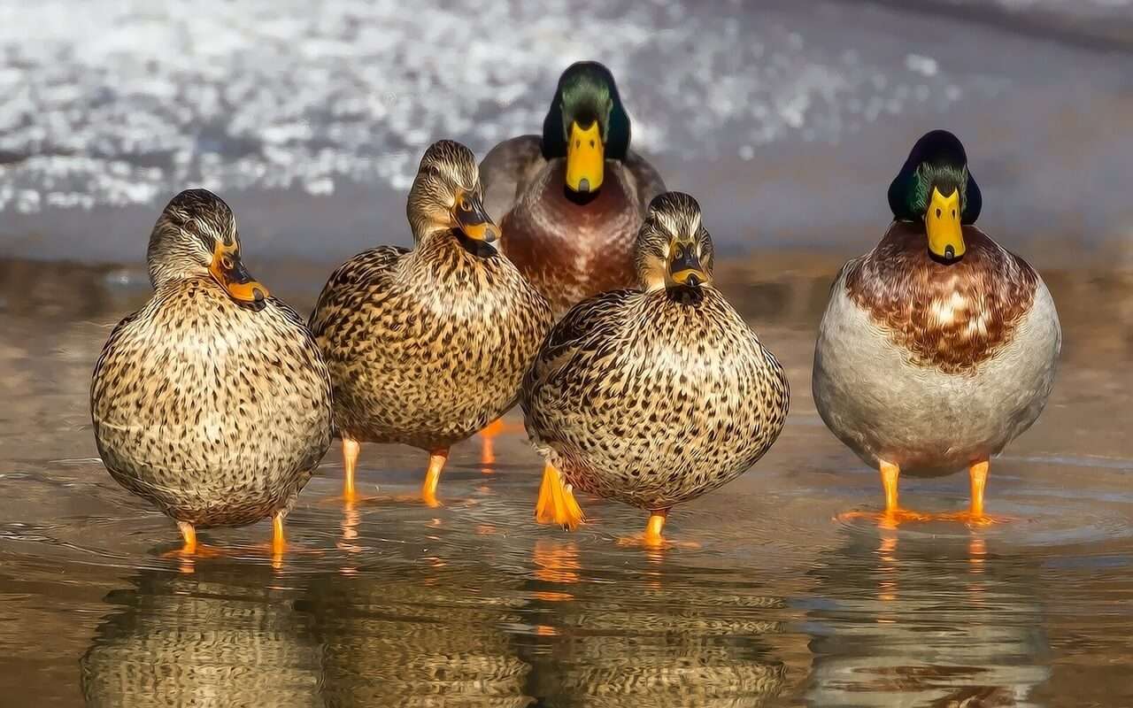 Ducks~n~Water puzzle online from photo