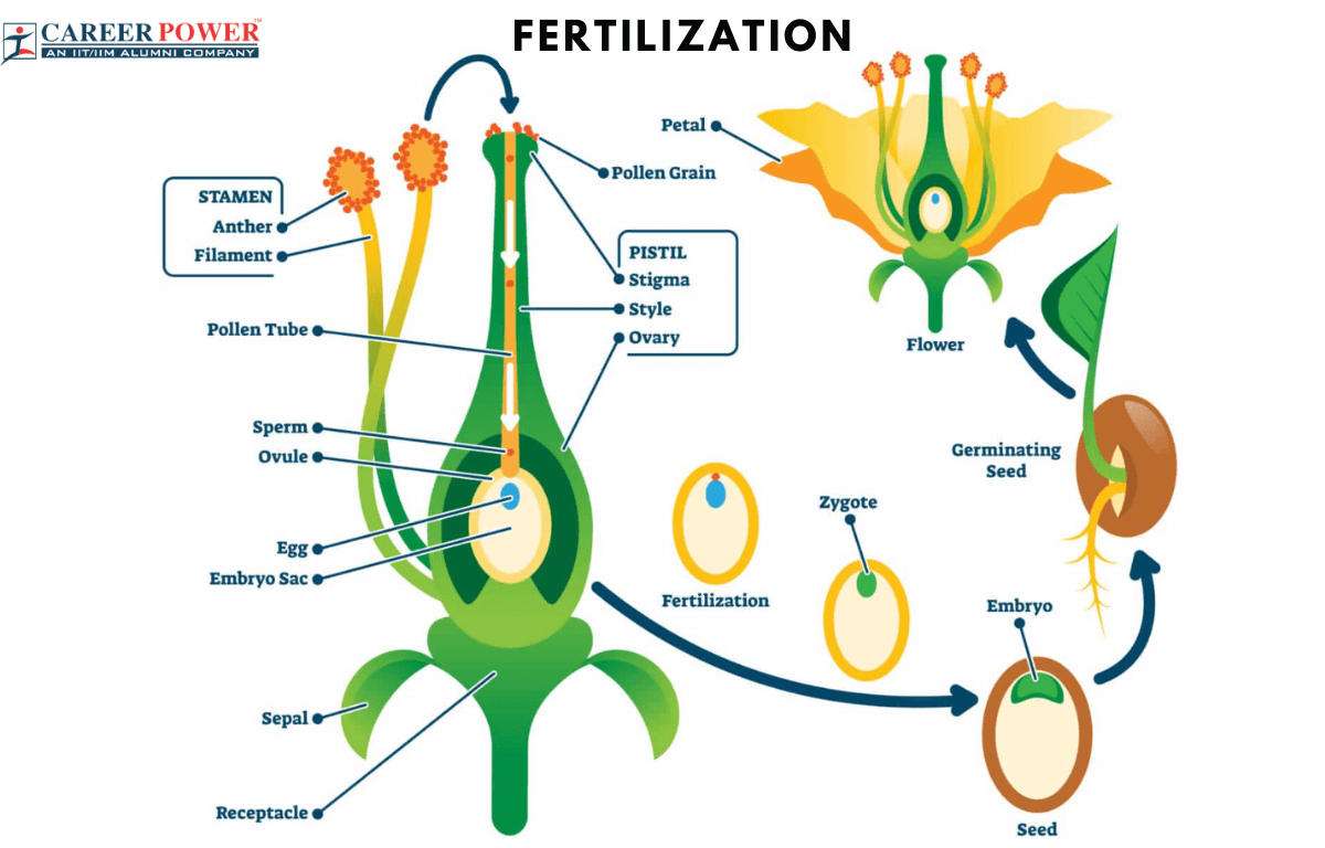 Fertilization in plants puzzle online from photo