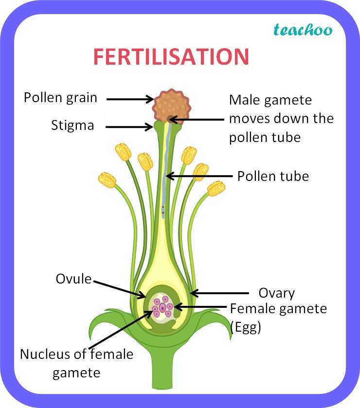 植物の受精 オンラインパズル