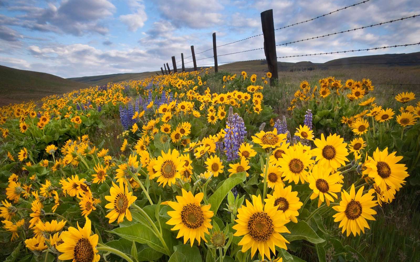 Campos de girasoles rompecabezas en línea