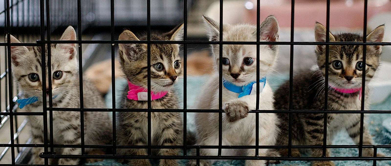 Kätzchen im Tierheim Online-Puzzle vom Foto
