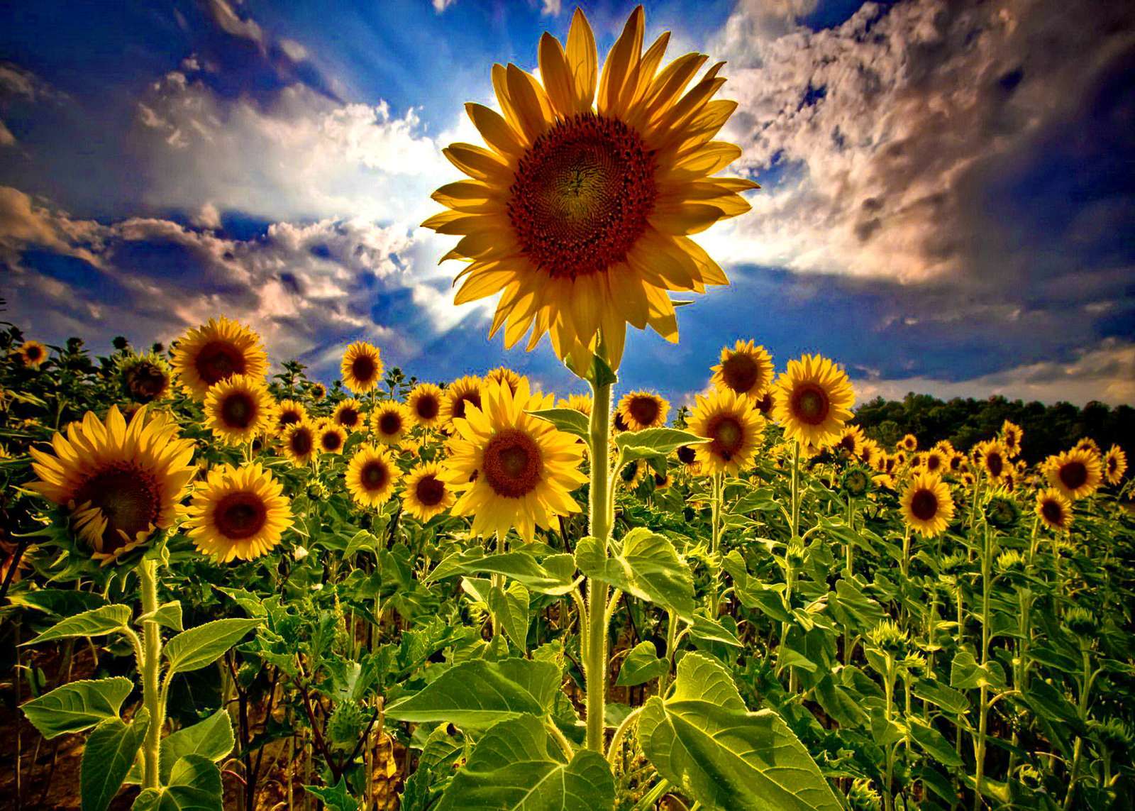 Girasole per sempre puzzle online