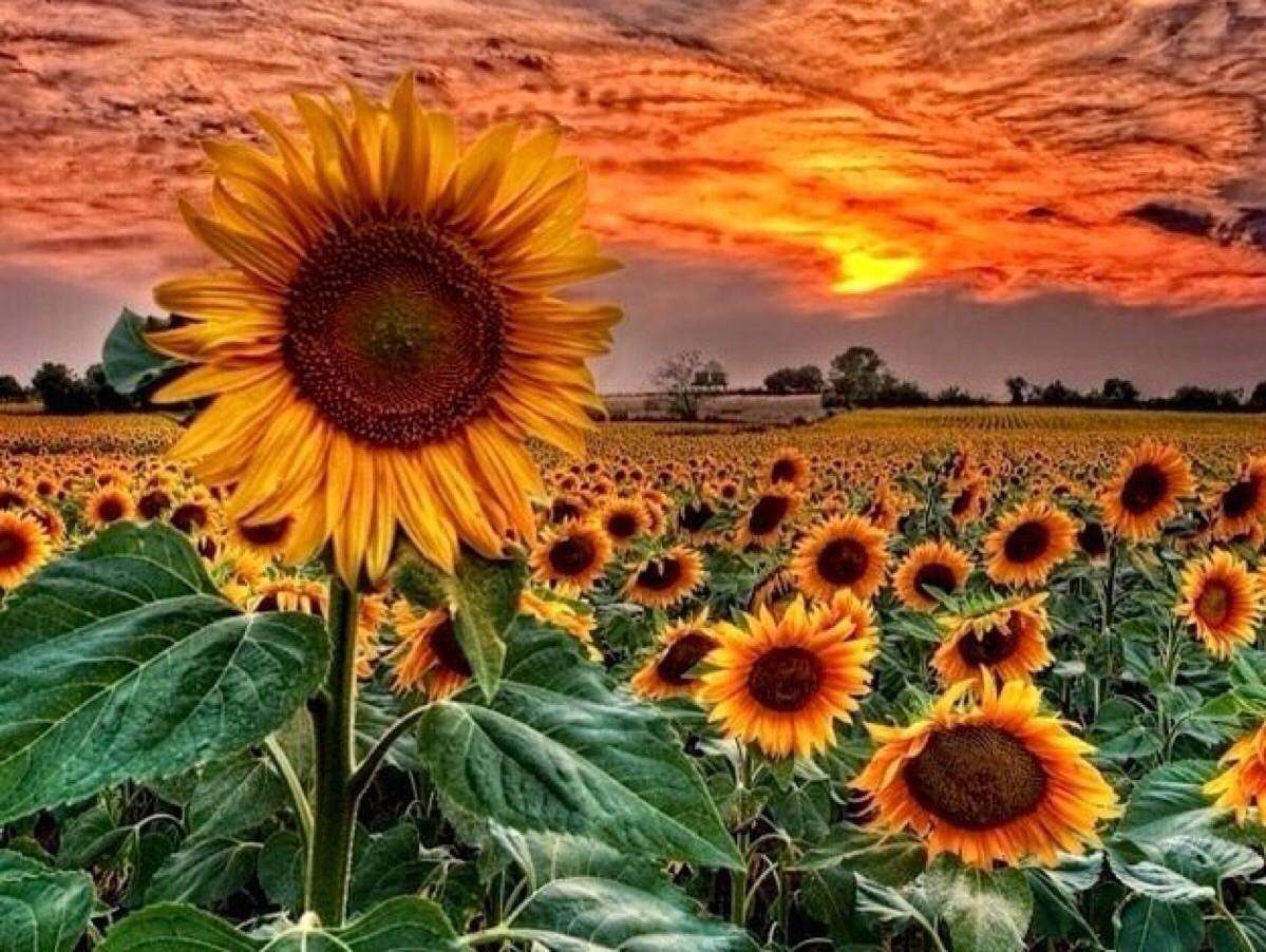 Atardecer De Girasol rompecabezas en línea