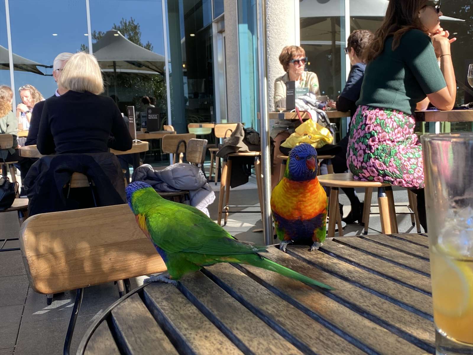 lorikeets like art too puzzle online from photo