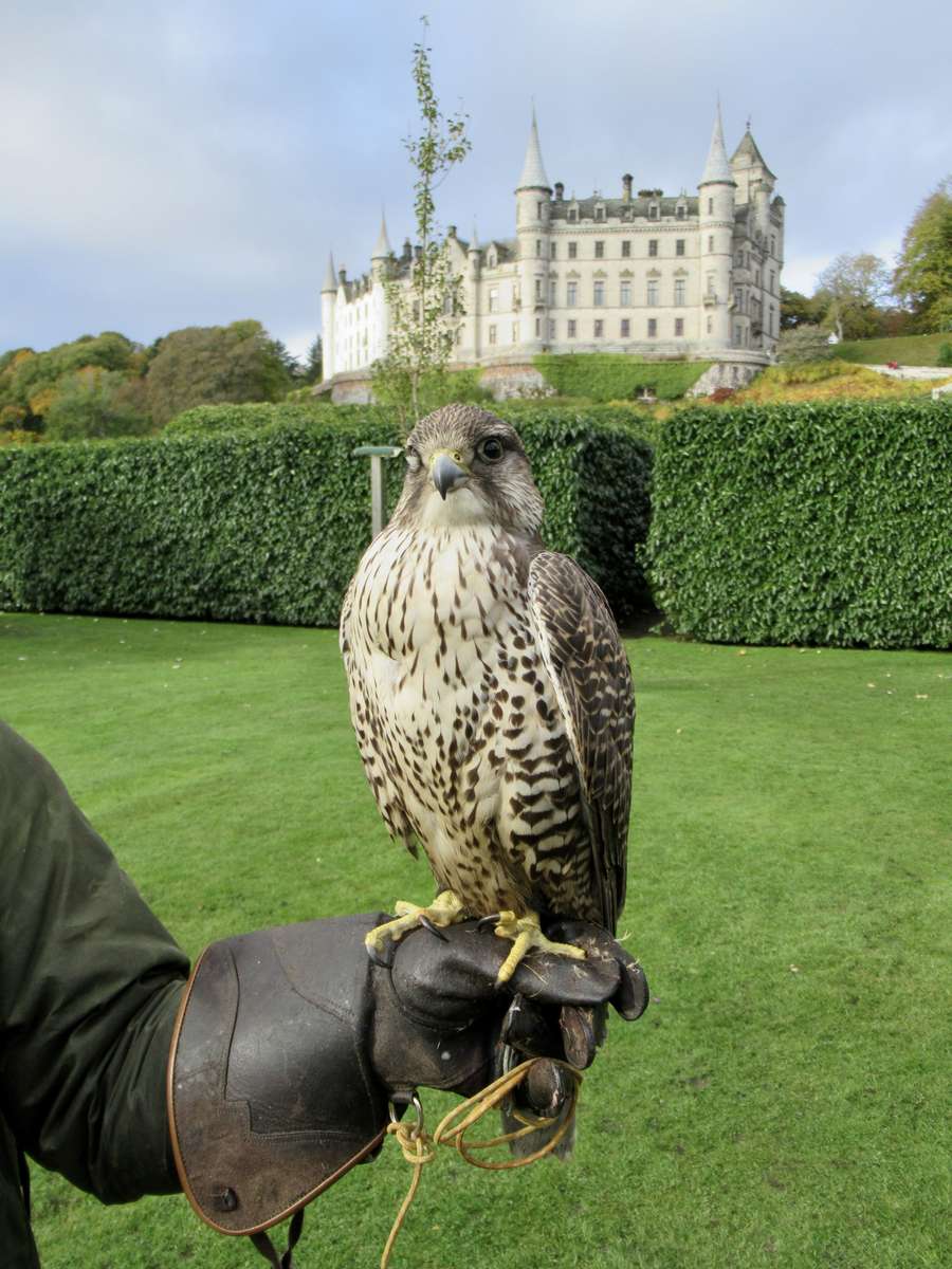 Falconry puzzle online from photo