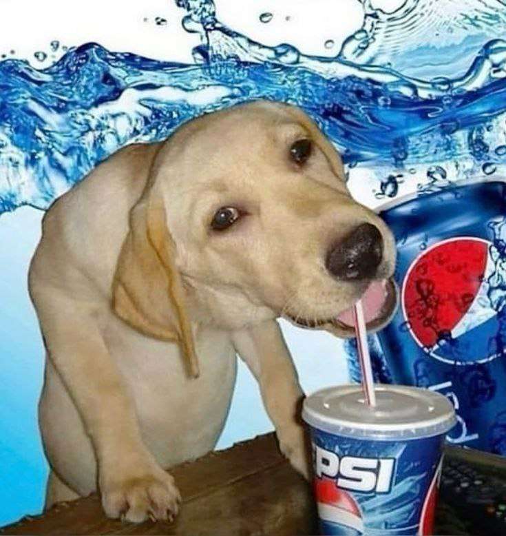 Hund trinkt Pepsi Online-Puzzle vom Foto