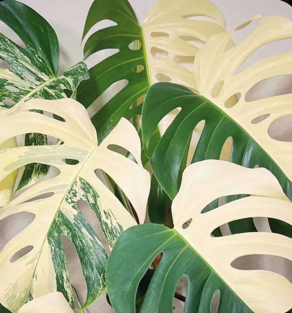 Monstera Albo puzzle en ligne à partir d'une photo