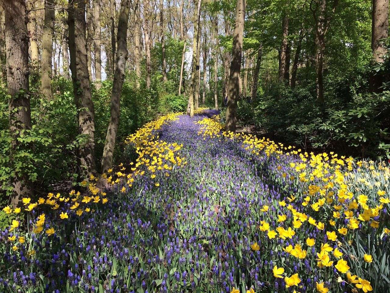 Fleurs violettes et jaunes puzzle en ligne à partir d'une photo