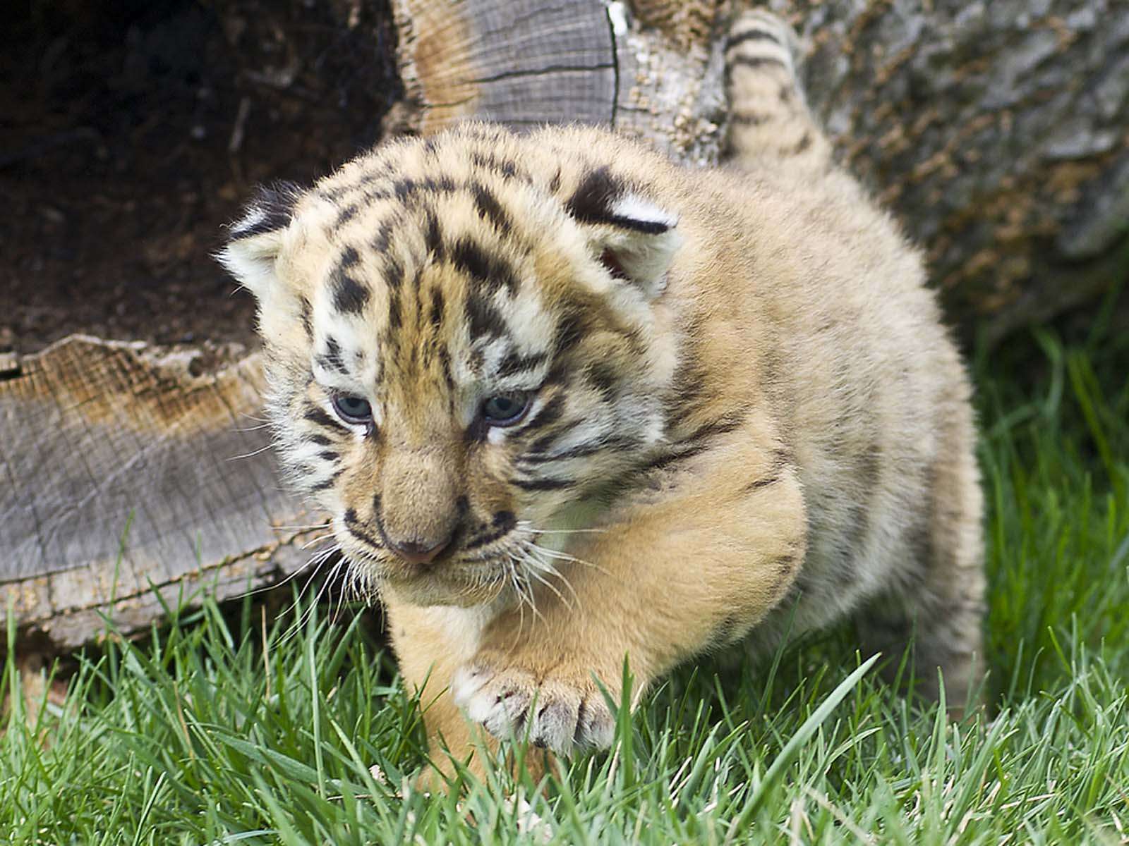 小さな赤ちゃんタイガー オンラインパズル