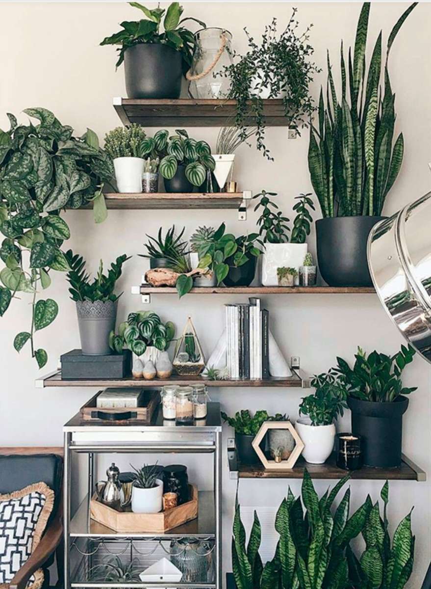 Plants On Shelves puzzle online from photo