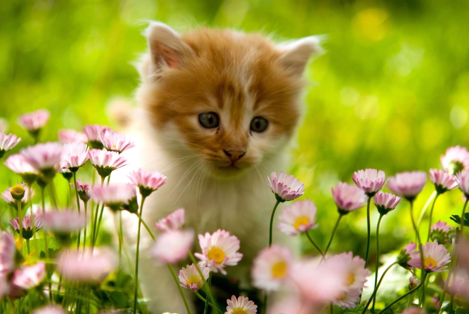 Kitty In Field puzzle online from photo