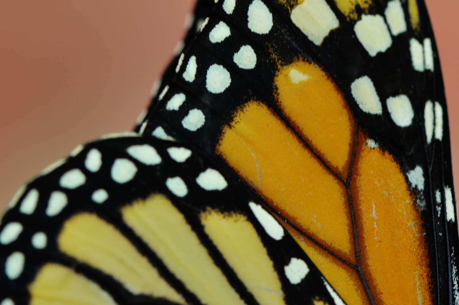 mariposa rompecabezas en línea