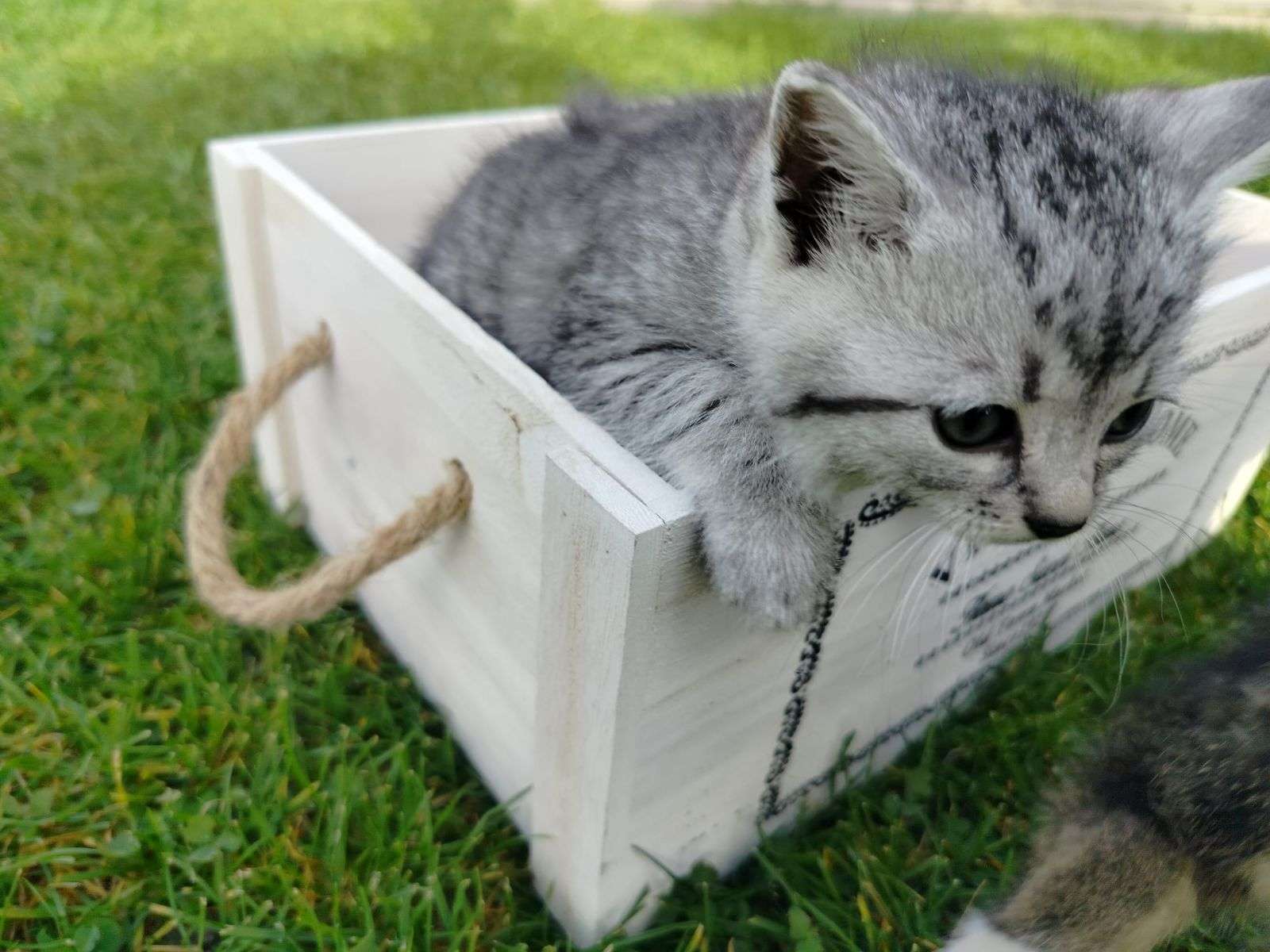 灰色の子猫 オンラインパズル