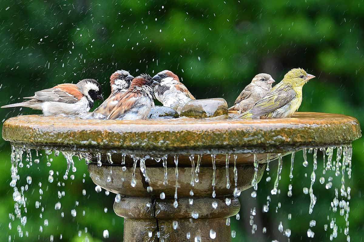 鳥の水浴び オンラインパズル