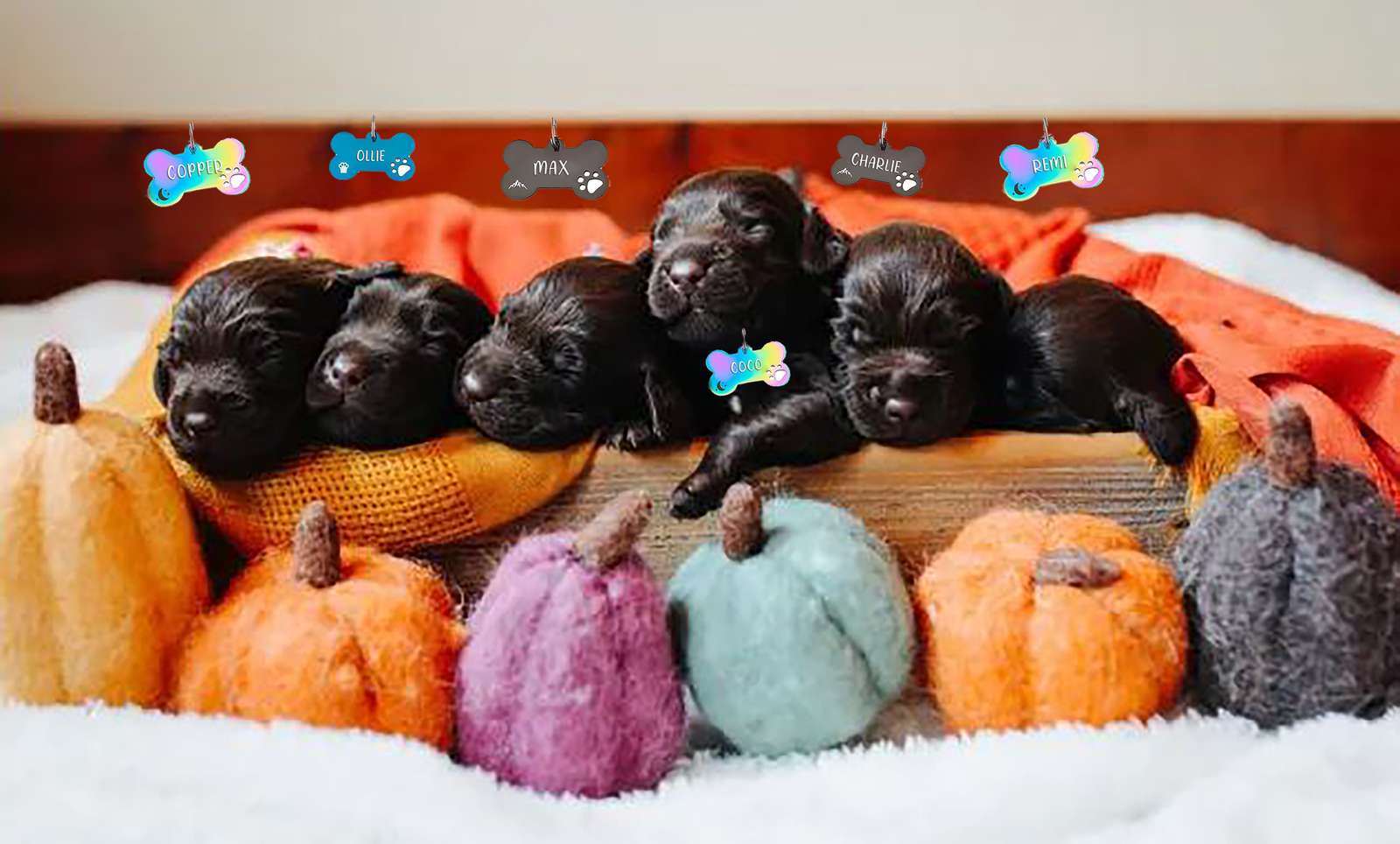 cachorrinhos COM ABÓBORAS puzzle online a partir de fotografia