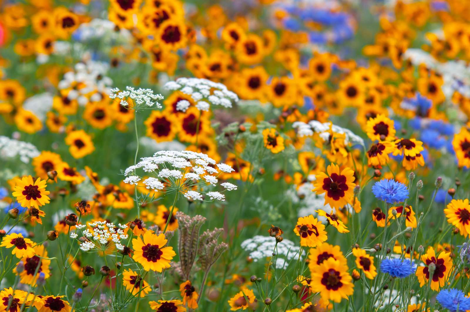 Brown Eyed Daisies puzzle online from photo