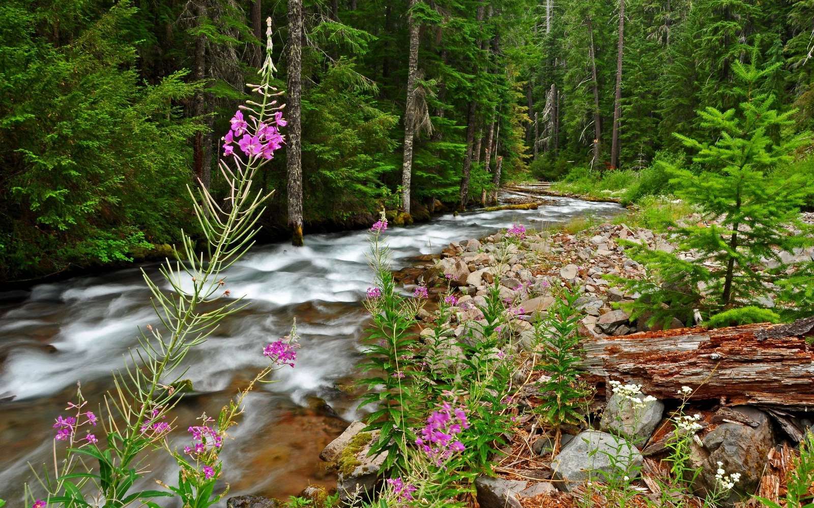 rosado en el bosque rompecabezas en línea