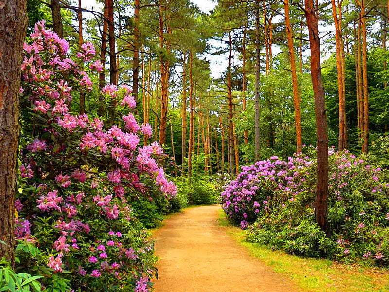 In Het Roze Bos online puzzel