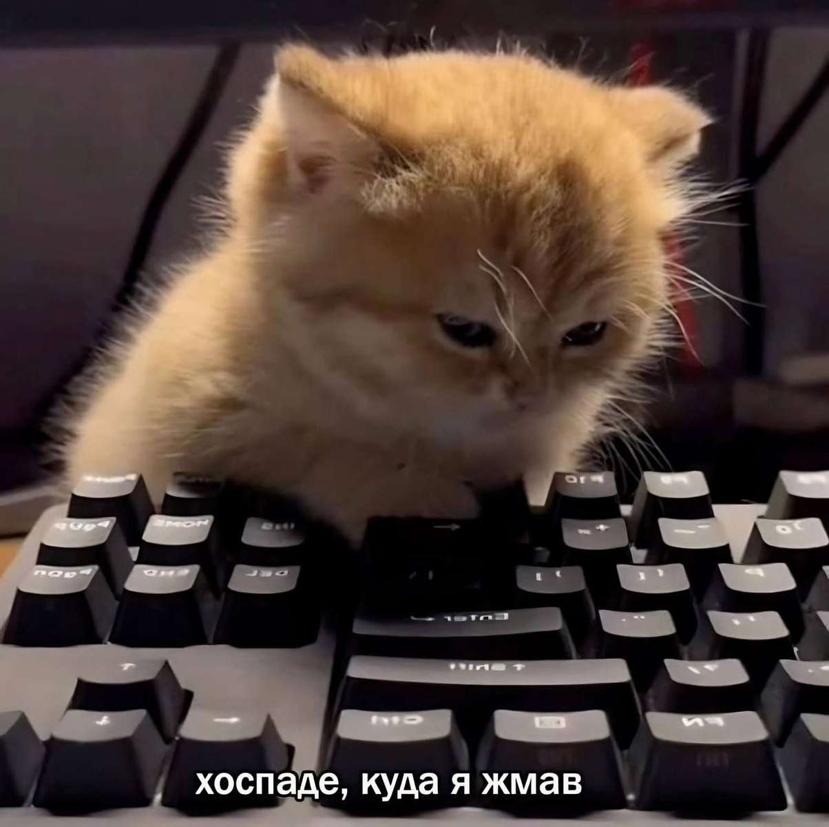 Gatinho e Teclado puzzle online