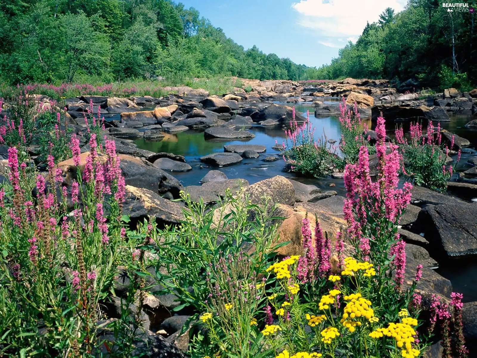 Flowers and Rocks puzzle online from photo