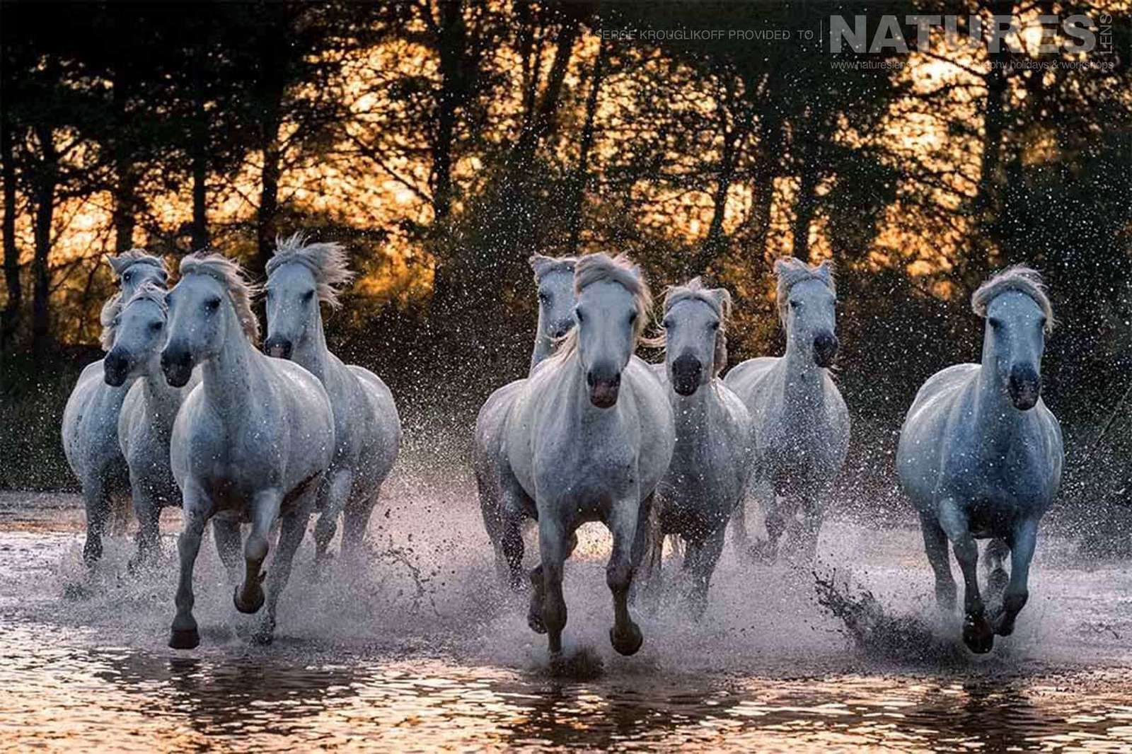 Дикі коні скласти пазл онлайн з фото