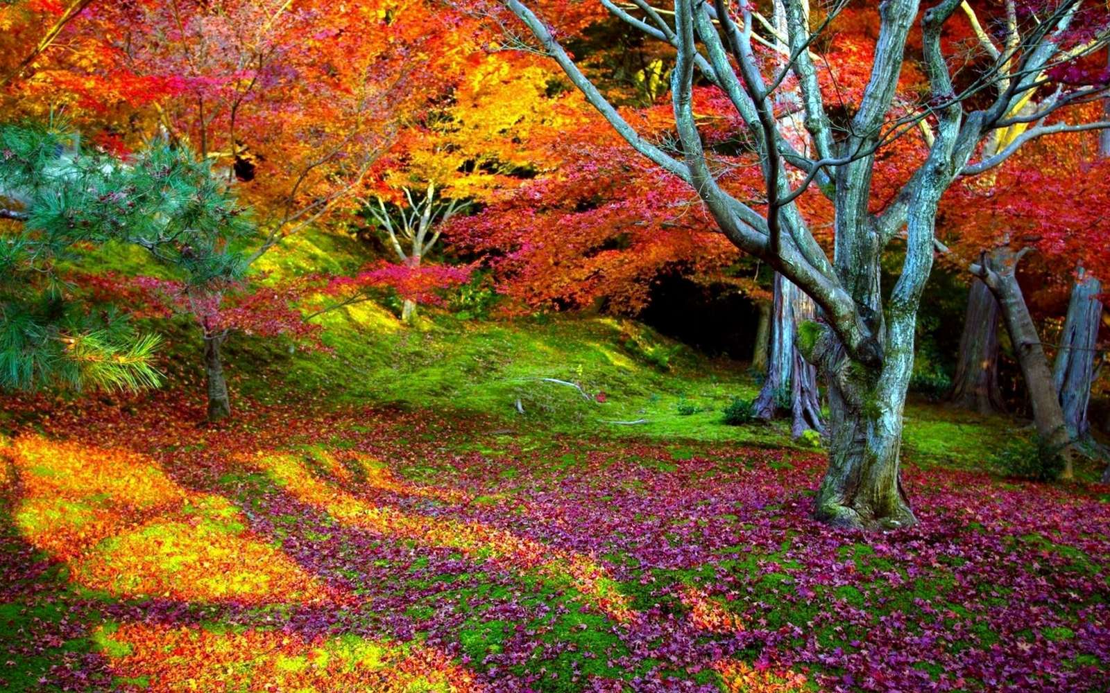 色鮮やかな森 写真からオンラインパズル