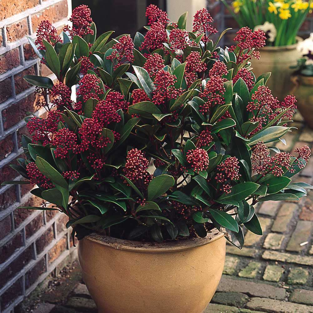 Planta con flores rompecabezas en línea