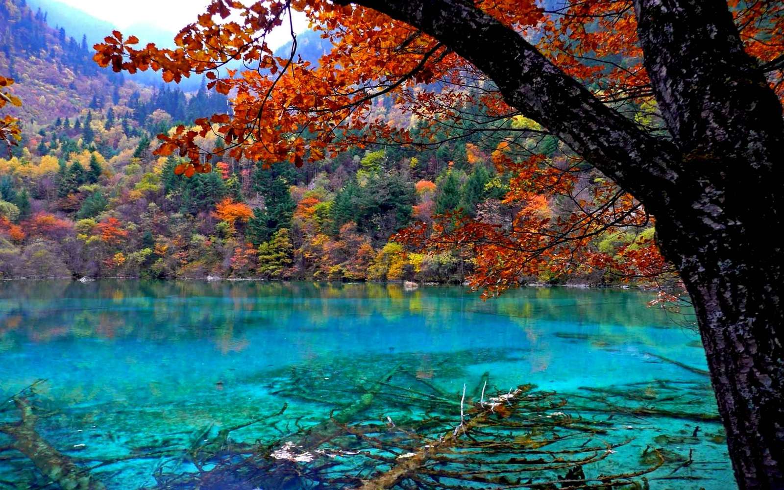 Lago tra i pini puzzle online