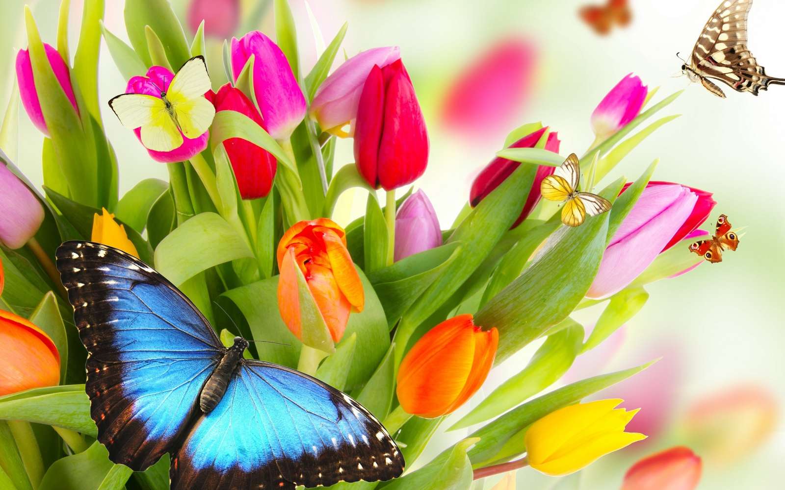 Tulips and Butterfies online puzzle