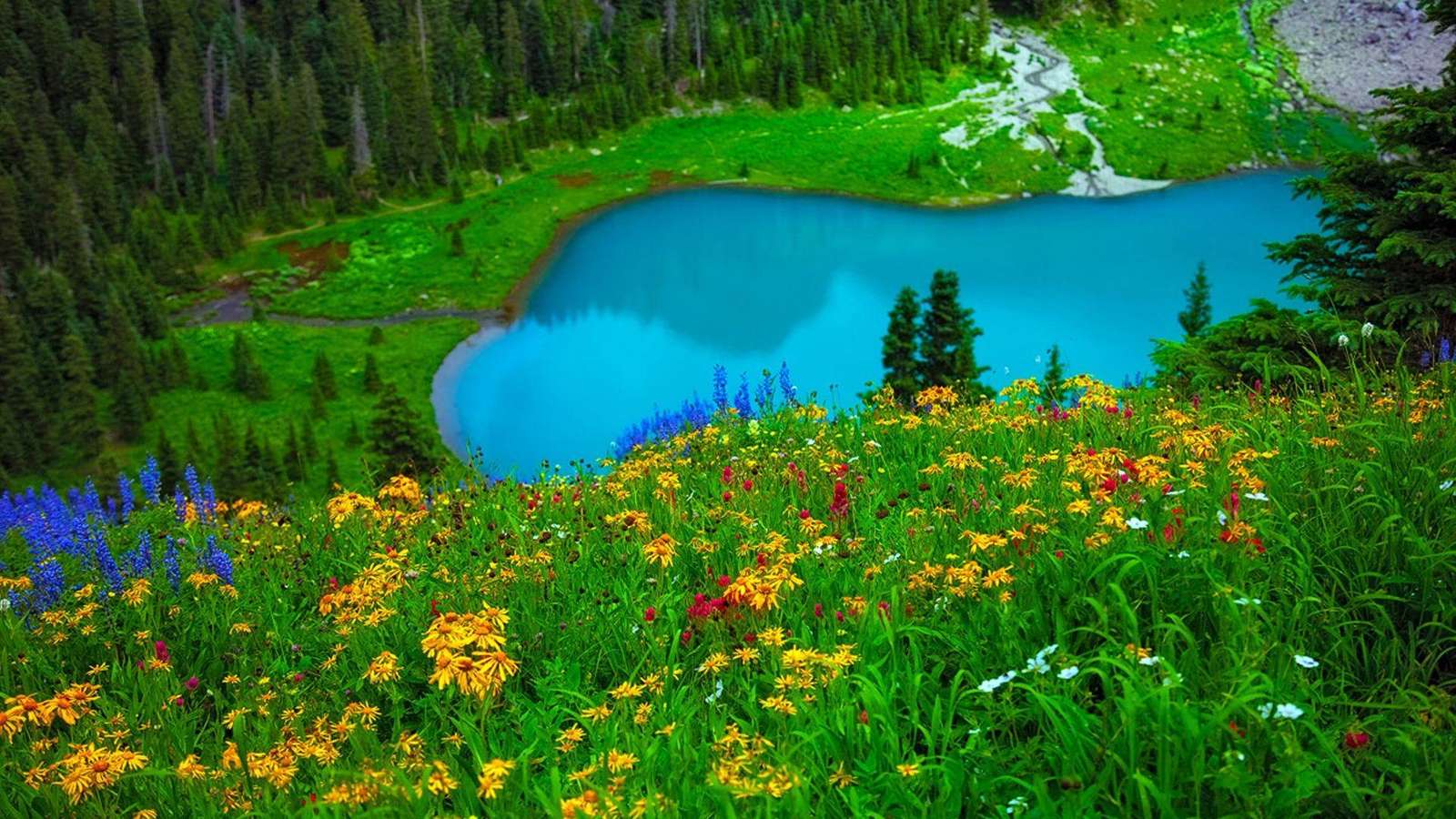 Lac Dans La Forêt puzzle en ligne à partir d'une photo