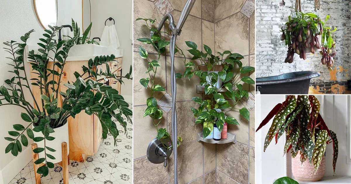 Plantes de bain puzzle en ligne