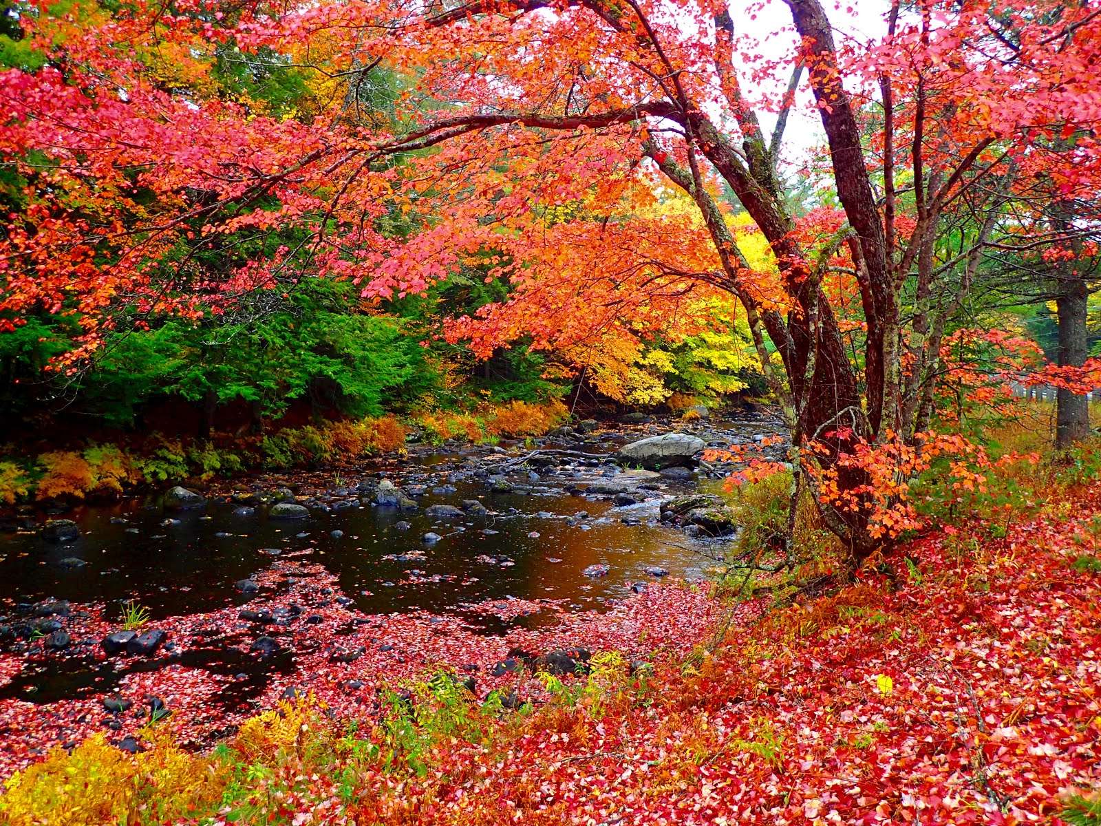 Rot- und Orangetöne im Herbst Online-Puzzle vom Foto