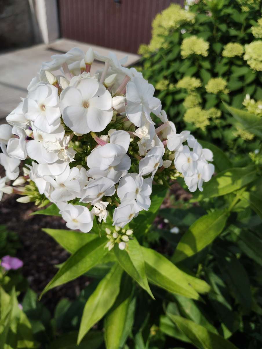 witte bloemen, puzzel online van foto