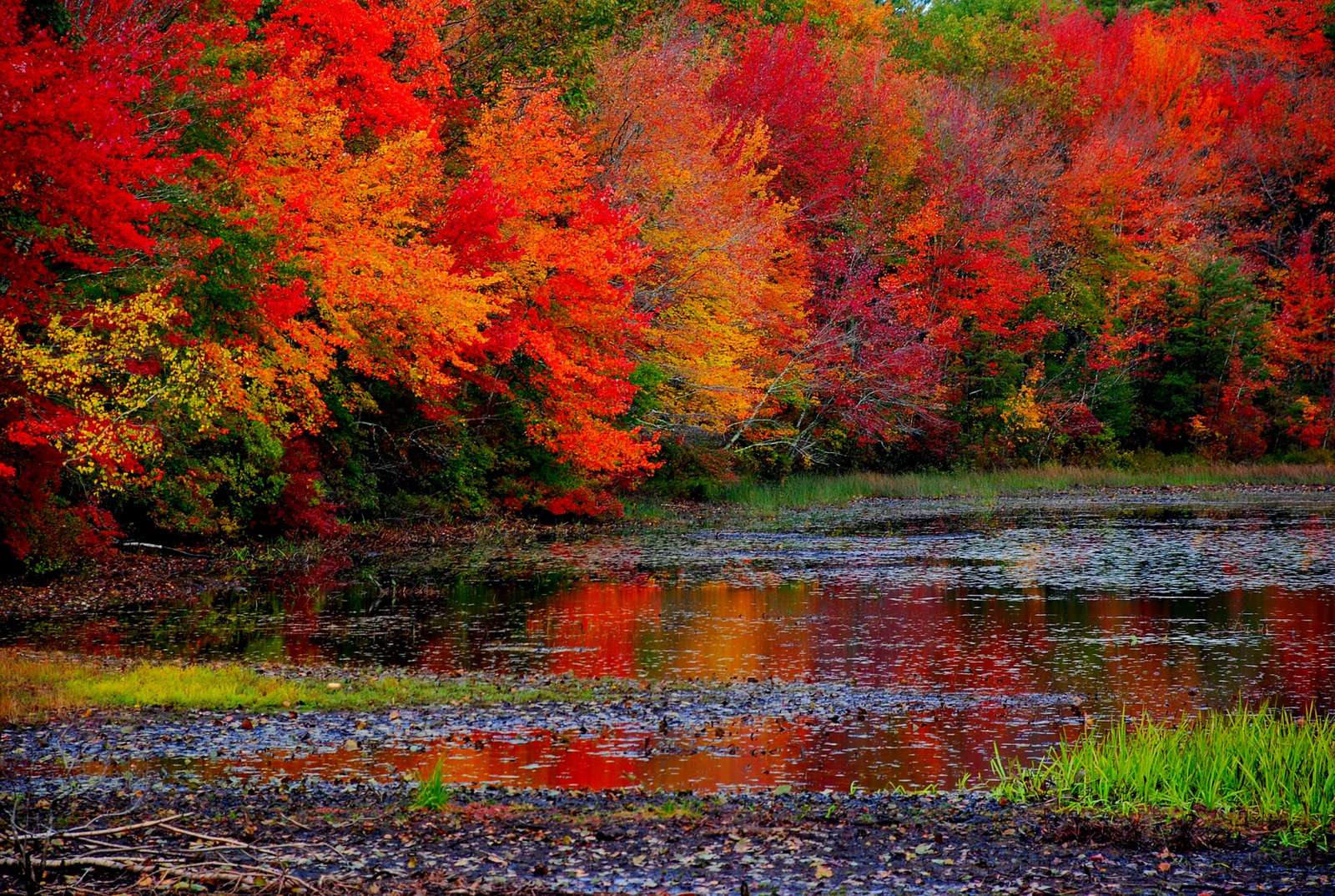 池の紅葉 写真からオンラインパズル