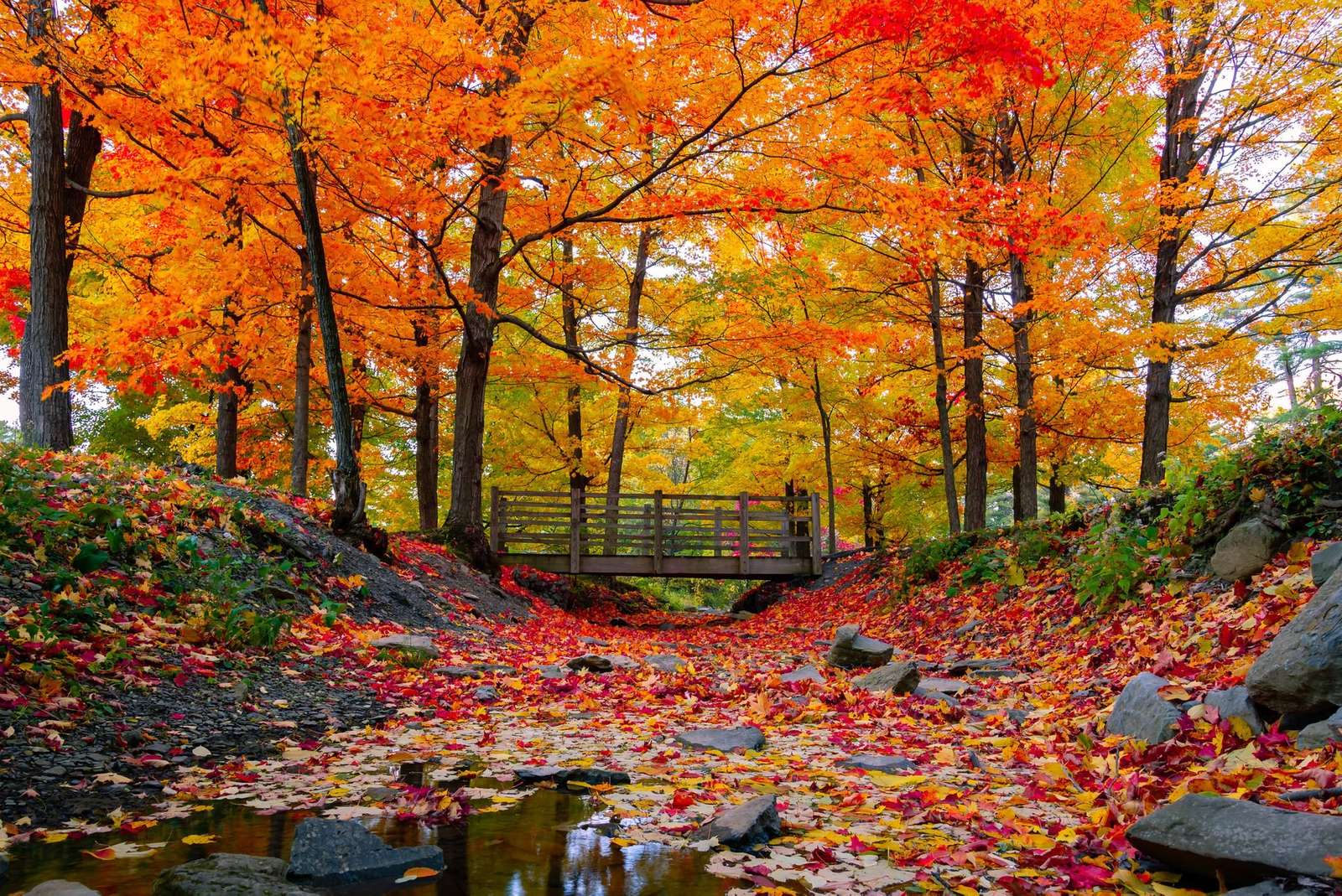 Fall Foliage Three online puzzle