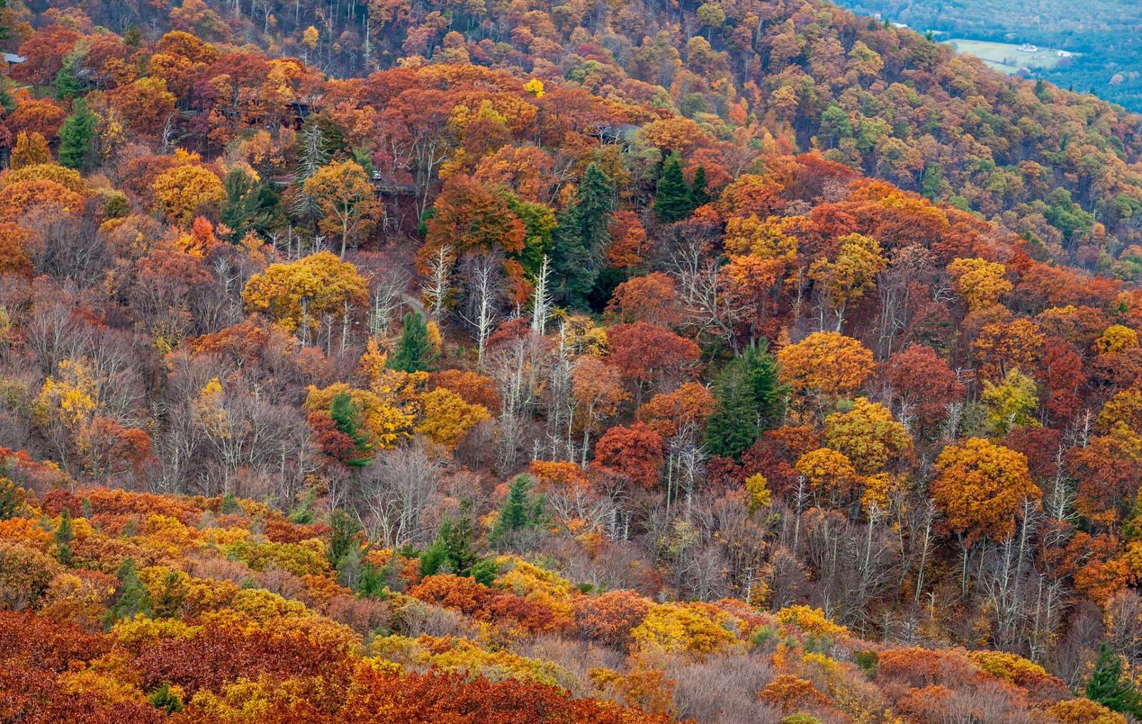 Herfstgebladerte Twee online puzzel