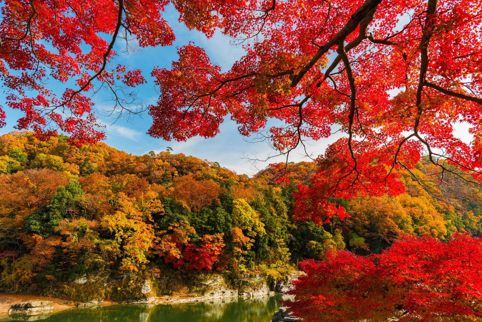 Chambre rouge dans les arbres puzzle en ligne