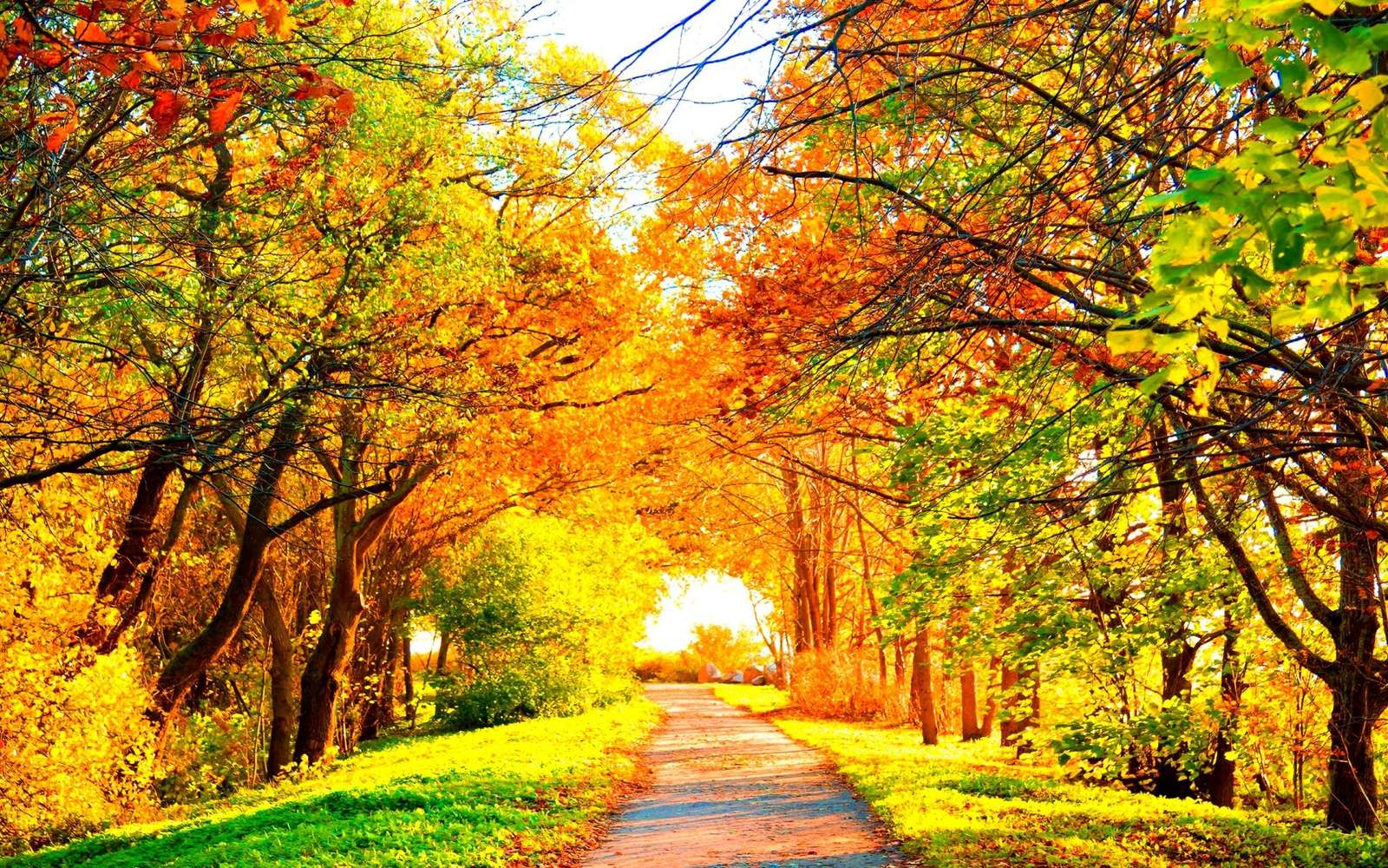 Autumn Trees on Road online puzzle