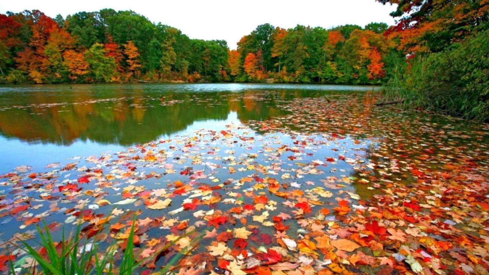 Leaf Peeping 2 pussel online från foto