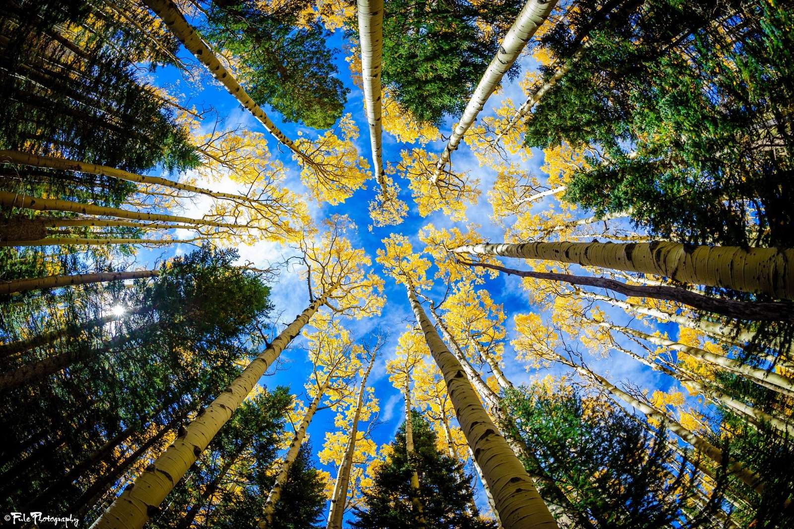 Verticale berkenbomen puzzel online van foto