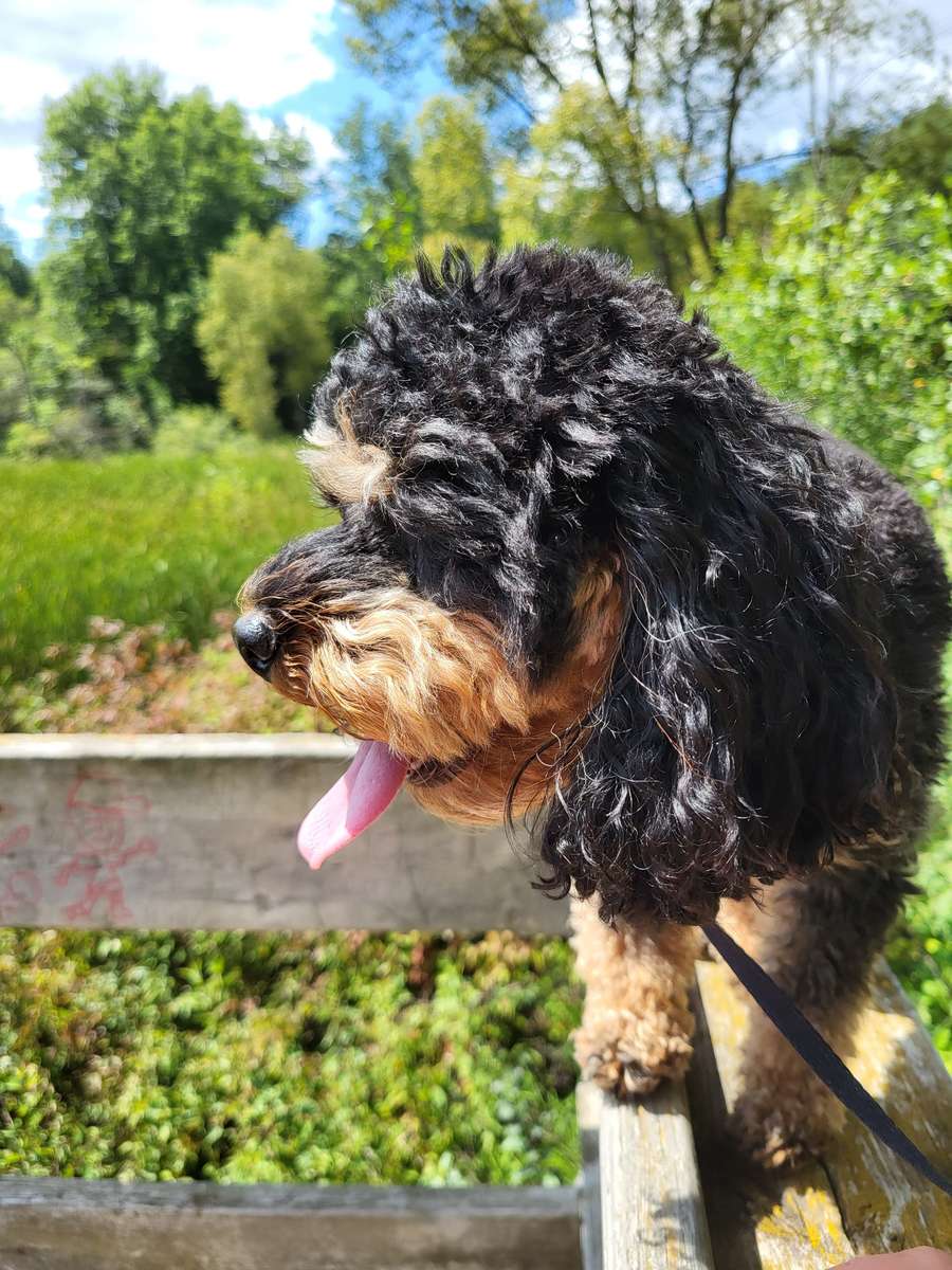 Cavapoo im Park Online-Puzzle