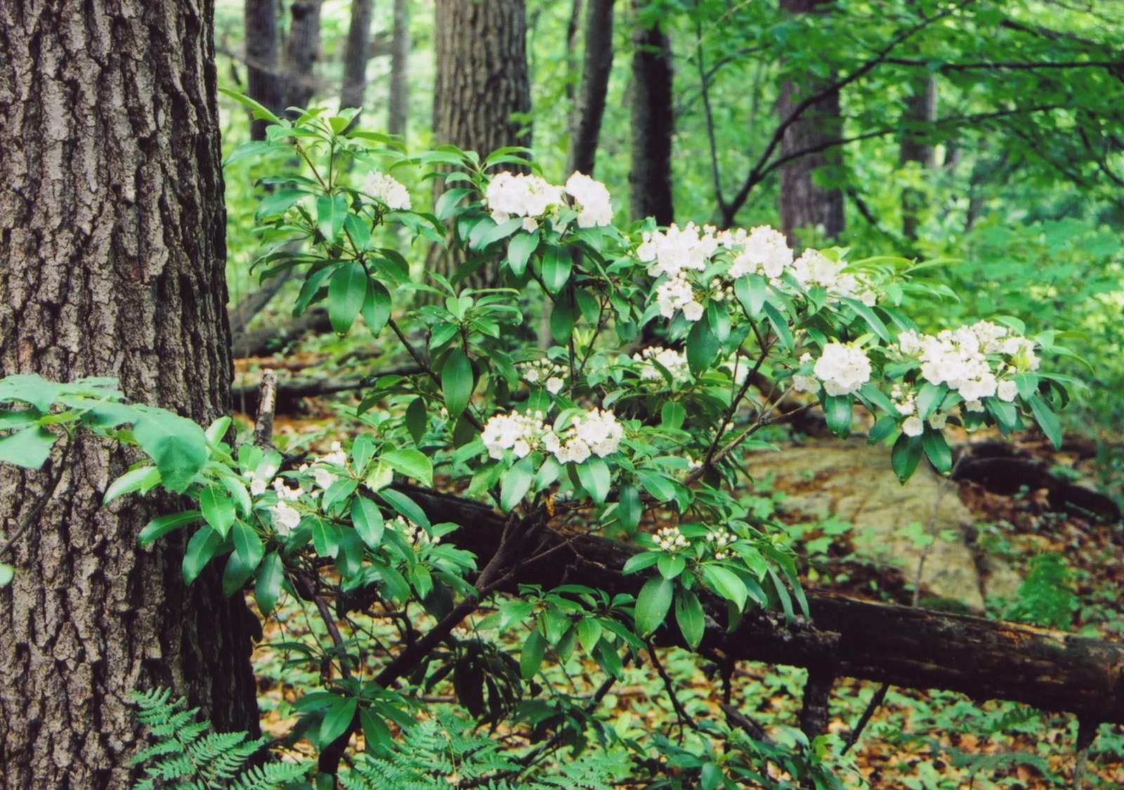 Laurel Bush în pădure puzzle online din fotografie