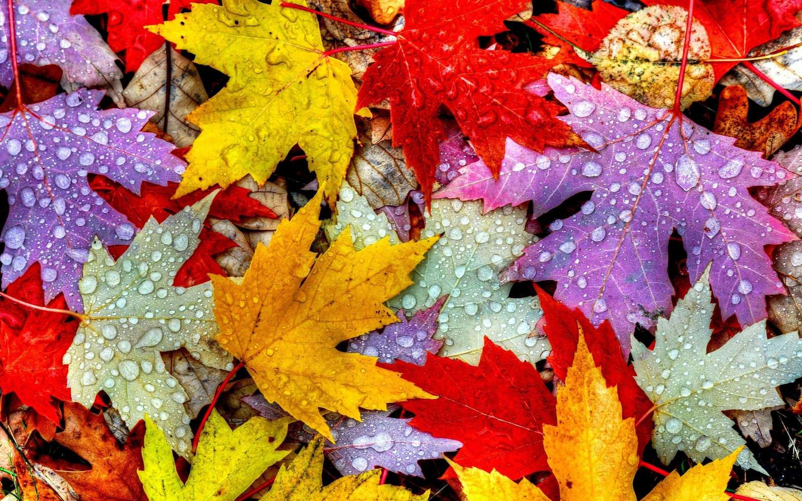 Feuilles près du lac puzzle en ligne à partir d'une photo