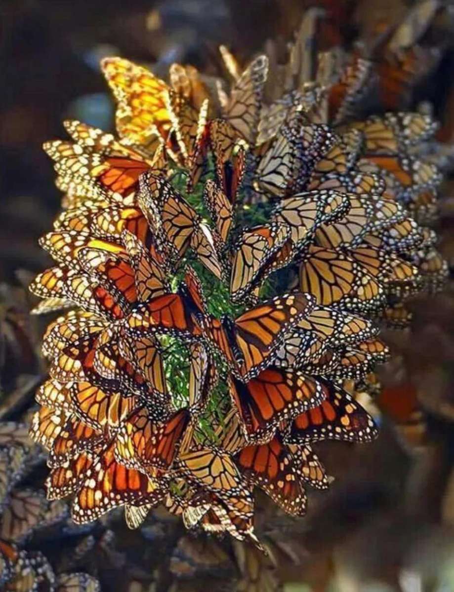 A Kaleidoscope Of Butterflies puzzle online from photo