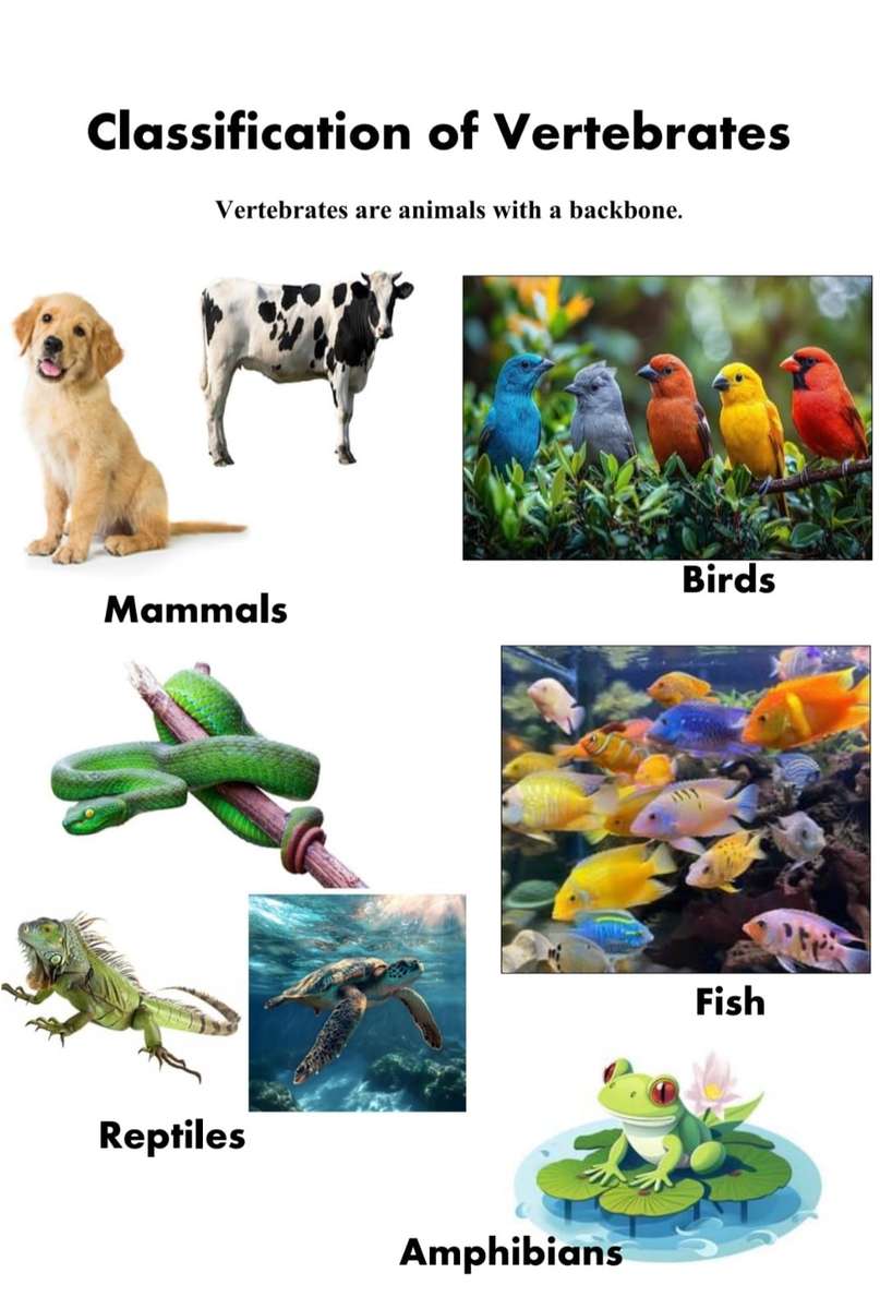 Vertebrates puzzle online from photo