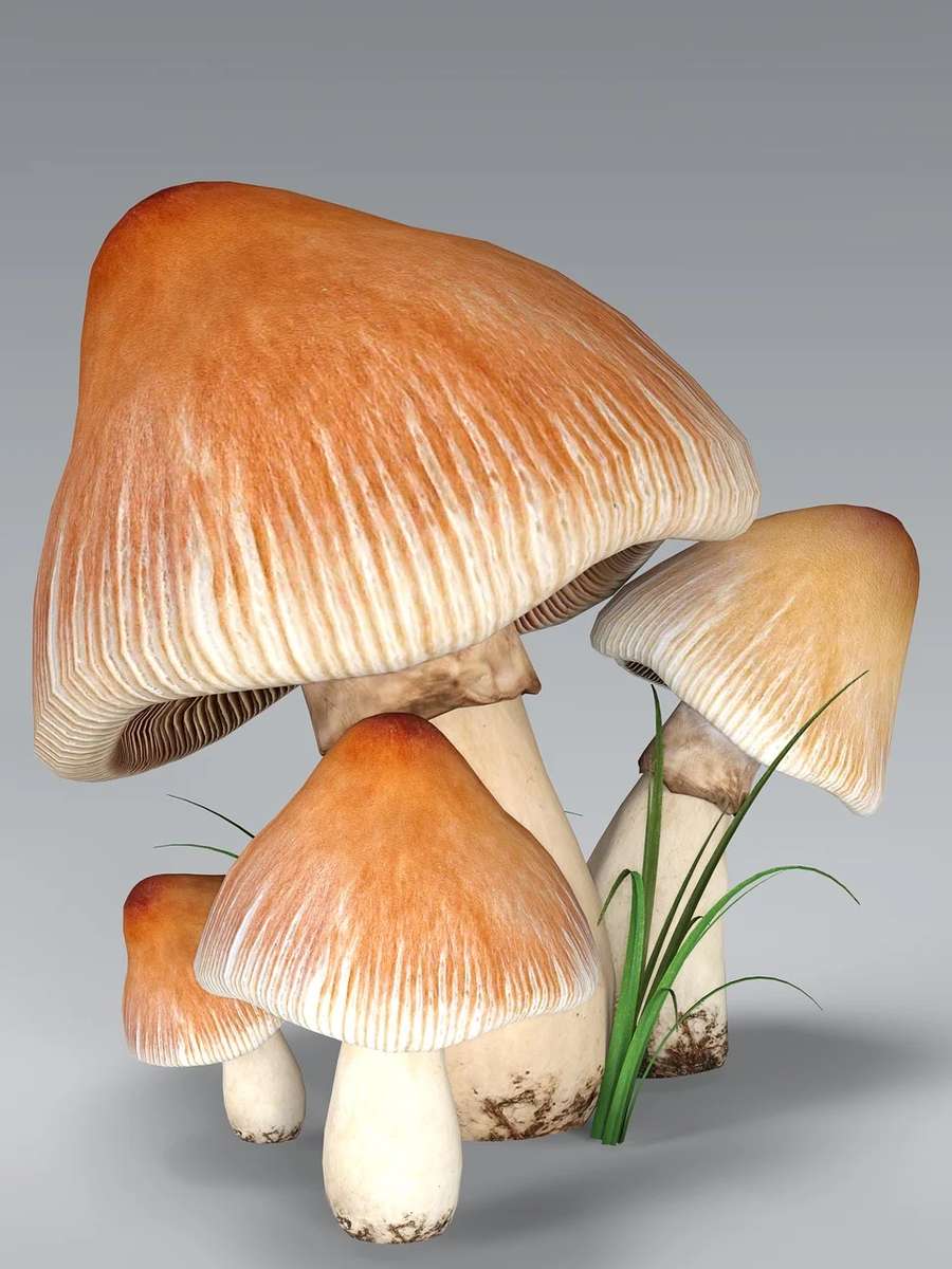 Paddestoelen, paddenstoelen online puzzel