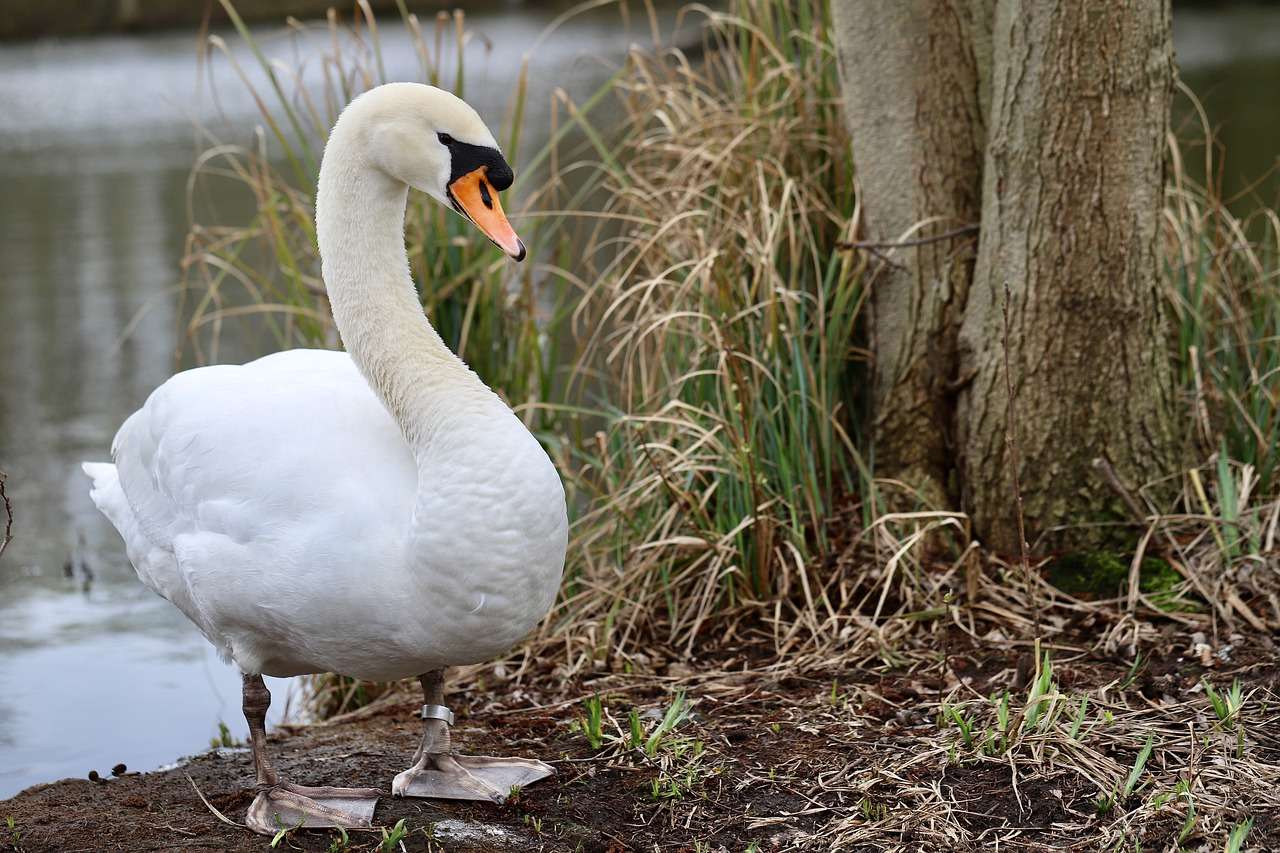 Swans, birds online puzzle