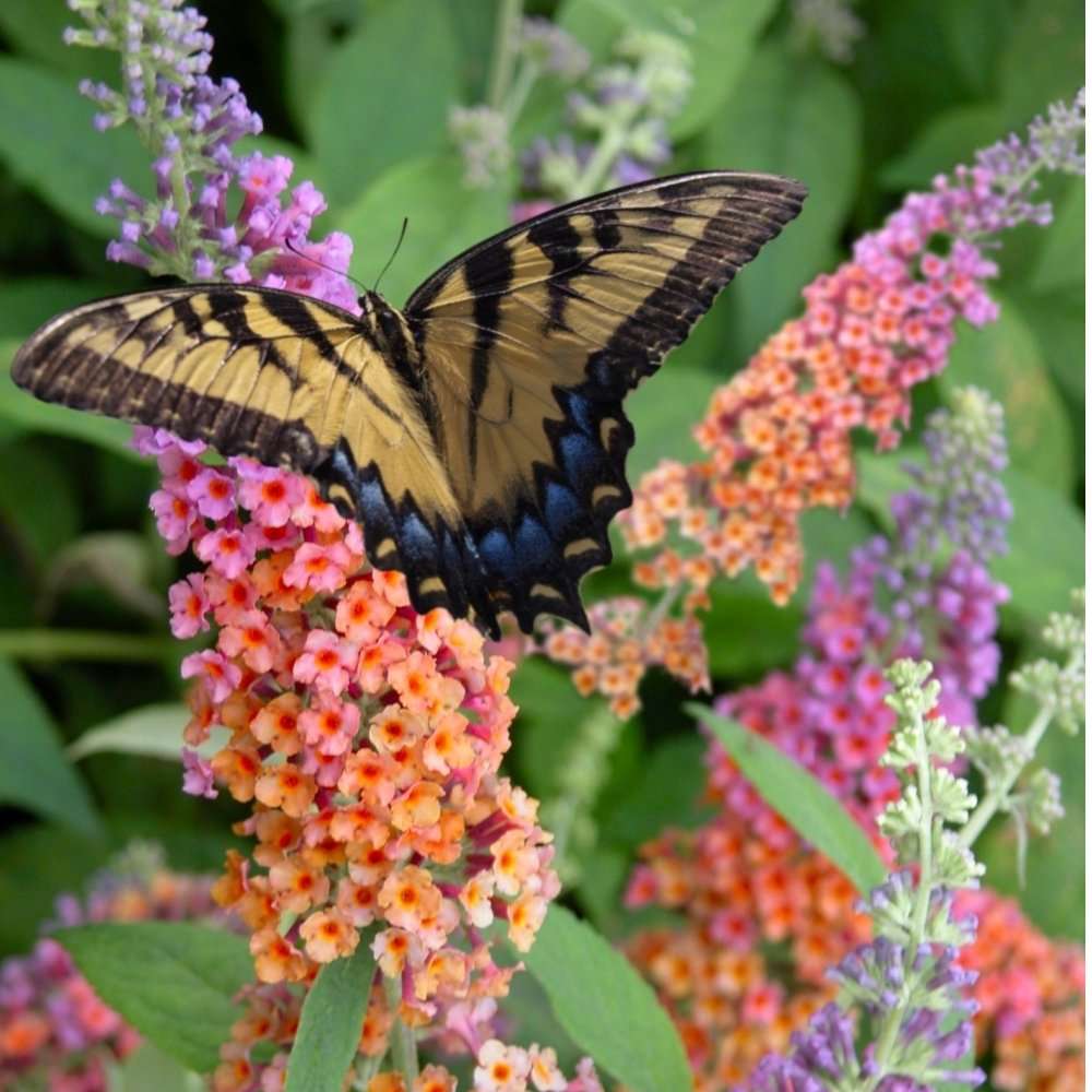 Schmetterling im Fluss Online-Puzzle vom Foto