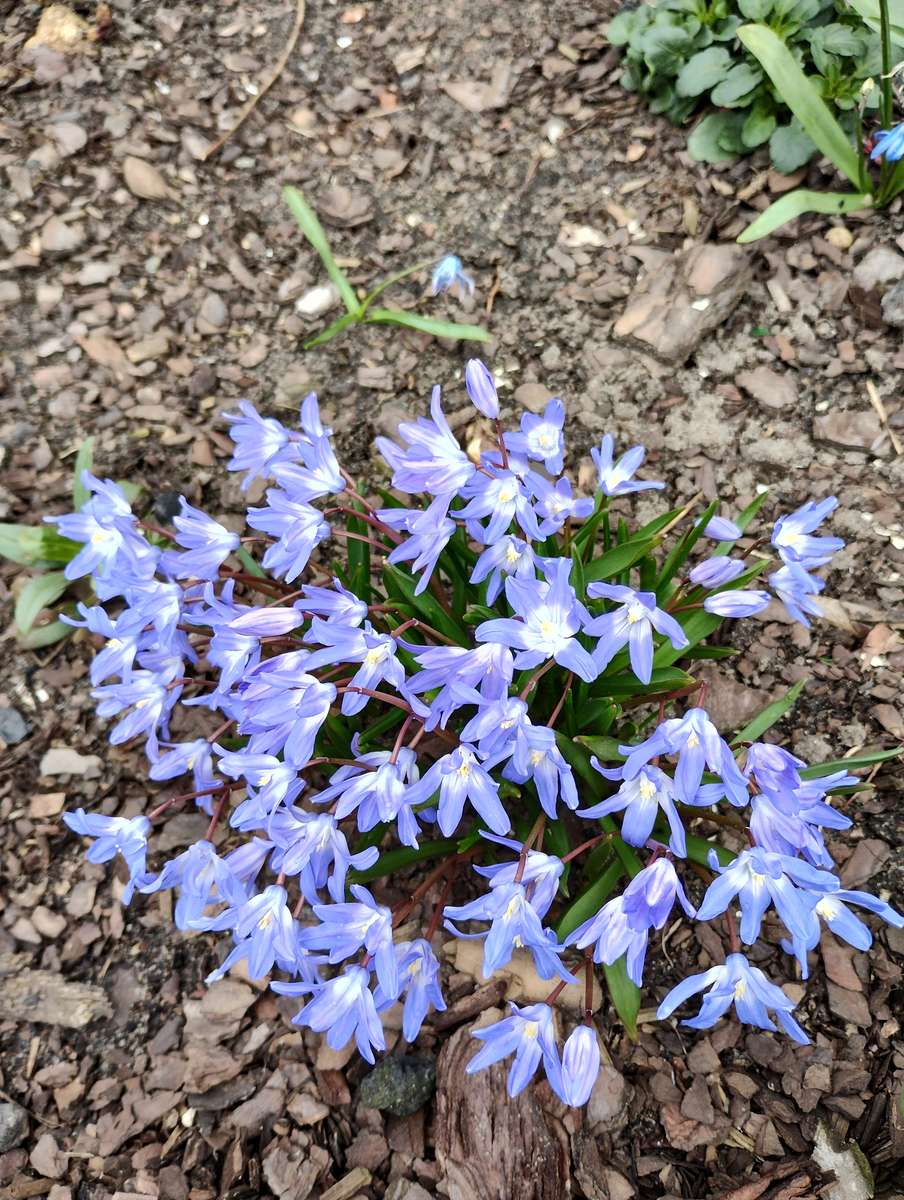 Flores azules. rompecabezas en línea