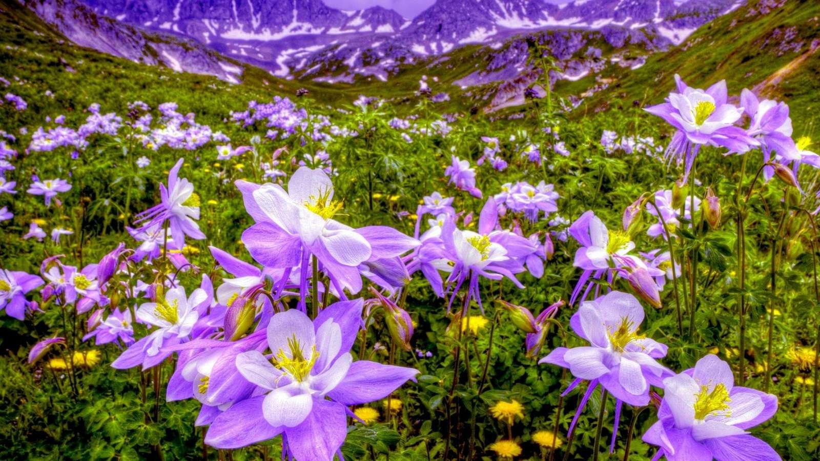 Purple Mountain Flowers puzzle online from photo